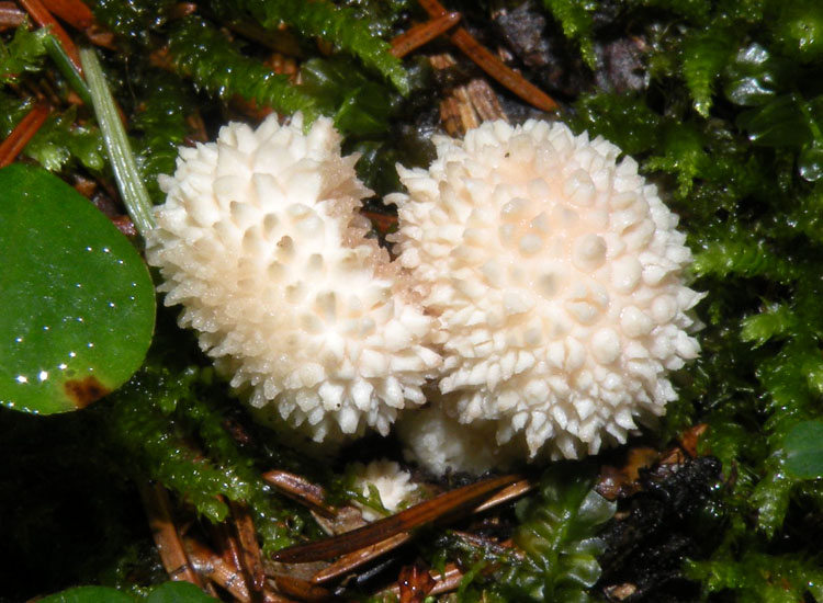 Lycoperdon e dintorni